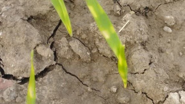 ظهور عارضه فیزیولوژیک نواربندی رنگی گندم (Wheat Color Banding)