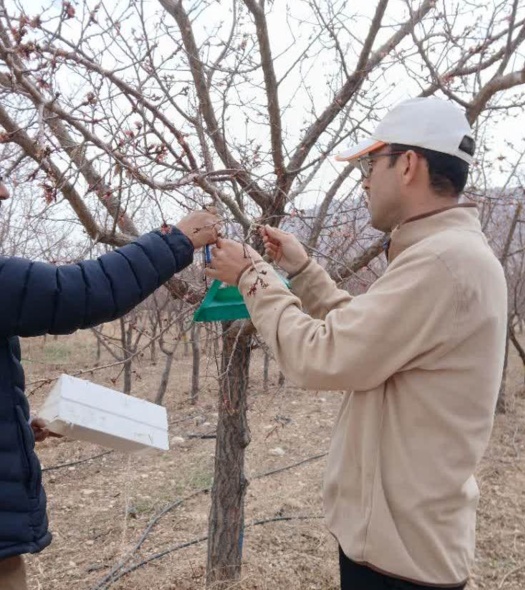 عملیات نصب و بازدید تله‌های شکار آفات در باغات ایستگاه تحقیقات کشاورزی بسطام