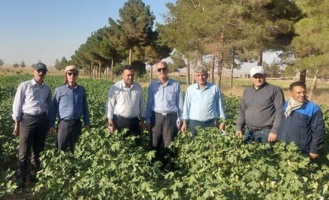 بازدید رئیس مؤسسه تحقیقات پنبه کشور از اولین طرح پنبه در شرق استان سمنان