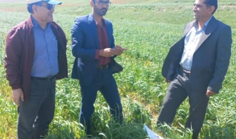 بازدید از مزارع گندم دیم و کاملینا با هدف ارتقای تولیدات کشاورزی در منطقه کالپوش