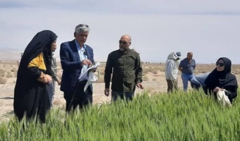 تشریح جایگاه جو در بوم نظامهای زراعی و ویژگیهای ارقام جدید در روز مزرعه میقان