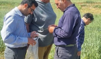 کارگاه آموزشی مدیریت کرم خوشه خوار گندم برای بهرهبرداران شهرستان میامی برگزار شد