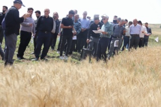 افزایش ۲۵ درصدی عملکرد در شرایط دیم با مدیریت تغذیه