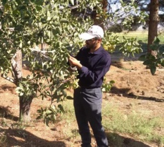 بازدید مزارع، باغات و طرح‌های پژوهشی در دست اجرا در ایستگاه میامی