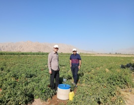 بررسی آفات مزارع ذرت بذری و گوجه‌فرنگی ایستگاه تحقیقات کشاورزی بسطام