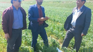 بازدید از مزارع گندم دیم و کاملینا با هدف ارتقای تولیدات کشاورزی در منطقه کالپوش