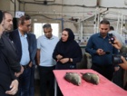 بازدید رؤسای پارک‌های علم‌وفناوری استان‌های ساحلی کشور از پژوهشکده آبزی‌پروری آب‌های جنوب کشور و تأکید بر معرفی دانش‌های فنی به‌دست‌آمده به بخش خصوصی با همکاری پارک علم‌وفناوری