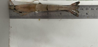 اقدام حیاتی برای حفظ اکوسیستم دریایی، ممنوعیت صید میگو در خوزستان