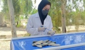 تولید نخستین واکسن بومی برای مقابله با بیماریهای باکتریایی ماهیان گرمابی