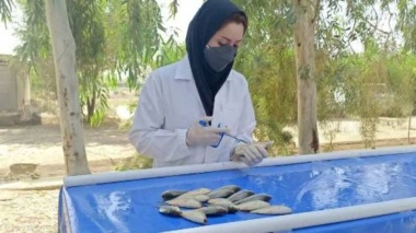 تولید نخستین واکسن بومی برای مقابله با بیماری‌های باکتریایی ماهیان گرمابی