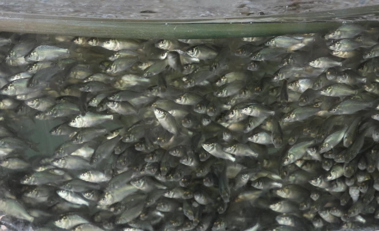 بخش آبزی پروری