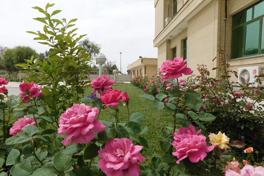 فضای سبز مرکز