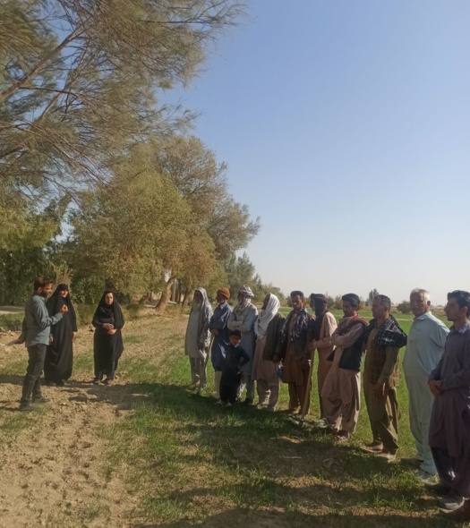 برگزاری دوره تخصصی مبارزه با آفات  وبیماری های  گندم ، گامی موثر برای  ارتقای  دانش کشاورزی