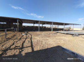 اجرای طرح توسعه ، حفظ و افزایش جمعیت گاو اصیل سیستانی در ایستگاه تحقیقات علوم دامی زهک