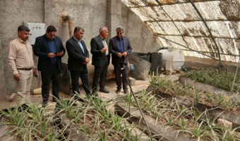 بازدید رئیس سازمان جهاد کشاورزی استان از تولید محصولات باغی در فضای بسته در ایستگاه تحقیقات و آموزش کشاورزی و منابع طبیعی زهک