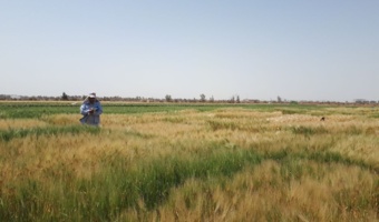 اقدامات تحقیقاتی محققین غلات مرکز در راستای شناسایی لاین های امید بخش گندم و جو پر محصول و متحمل به تنش های محیطی