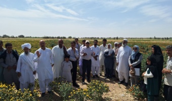 برگزاری مراسم روز مزرعه ارقام جدید گلرنگ