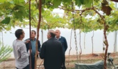 امکان سنجی  افزایش  بهره وری  تولید انگور  در سیستان با کشت  در فضای  بسته و زیر سایبان