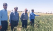بازدید  رئیس مرکز  از طرح های  تحقیقاتی ایستگاه تحقیقات و آموزش کشاورزی  و منابع طبیعی  زهک