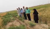 بازدید و نظارت بر مزارع تولید کننده هسته های بذری گندم در منطقه سیستان