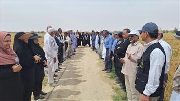 اجرای موفق طرح‌های مشارکتی مدیریت تغذیه گندم (PNT) در راستای پایداری تولید در دشت سیستان