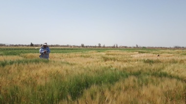 اقدامات تحقیقاتی  محققین غلات مرکز در راستای  شناسایی لاین های امید بخش  گندم و جو پر محصول و متحمل به تنش های محیطی