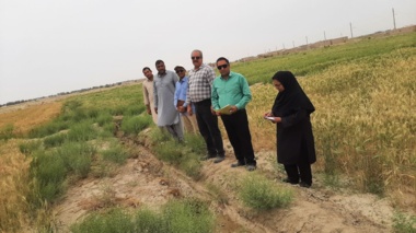 بازدید و نظارت بر مزارع تولید کننده هسته های بذری گندم در منطقه سیستان