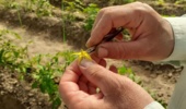 دستیابی پژوهشگران مؤسسه اصلاح و تهیه نهال و بذر به لاین‌های برتر گوجه‌فرنگی جهت تولید ارقام هیبرید