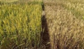 پایداری عملکرد؛ اولویت اصلاح ارقام گندم برای مقابله با خشکی و کم‌آبی
