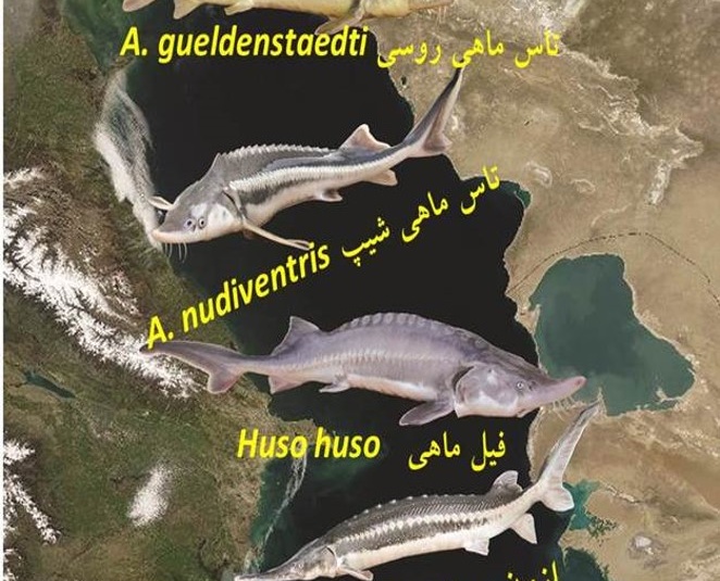 گونه های مختلف ماهیان خاویاری