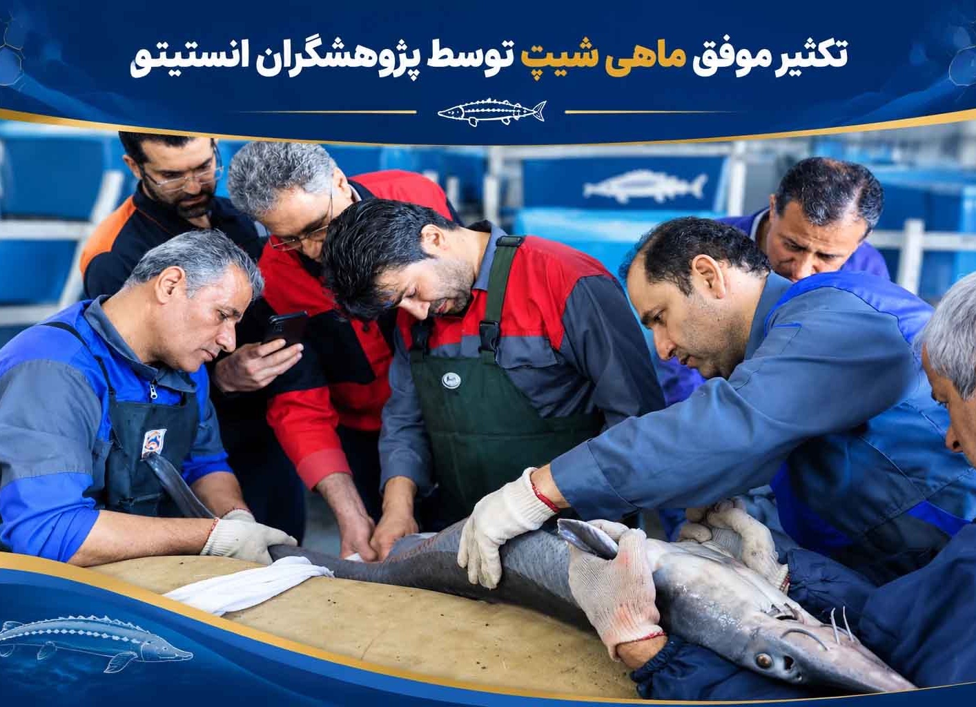 تکثیر موفق ماهی شیپ توسط پژوهشگران انستیتو
