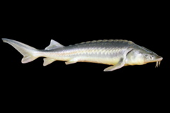 گونه های مختلف ماهیان خاویاری