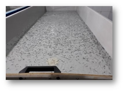 بهینه‌سازی تغذیه لارو تاس‌ماهی سیبری، راهی به سوی افزایش راندمان تولید