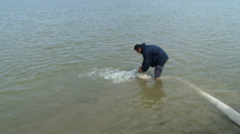 همکاری انستیتو تحقیقات بین المللی ماهیان خاویاری در برنامه بازسازی ذخایر گونه در معرض انقراض تاسماهی شیپ