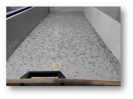 بهینه‌سازی تغذیه لارو تاس‌ماهی سیبری، راهی به سوی افزایش راندمان تولید