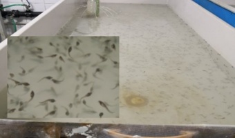 دستاوردهای نوین تغذیه‌ای در پرورش لارو ماهیان خاویاری؛ گامی مؤثر در افزایش بهره‌وری تولید