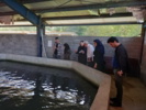 بازدید کارشناسان موسسه آموزش و ترویج سازمان از مزرع پرورش ماهی خاویار طلایی در راستای ارزیابی پروژه تحقیقی- ترویجی انستیتو