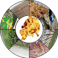 مطالعات خاکشناسی، تناسب اراضی، دشت سیستان