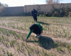تور علمی - آموزشی  هنرجویان تولید گیاهان دارویی از مزرعه زعفران سمنان