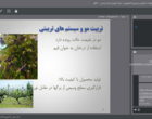 هرس درختان میوه در باغات کشور؛ اقدامی حیاتی برای ارتقای سلامت درختان، افزایش بهره‌وری و بهبود کیفیت محصولات کشاورزی