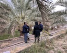 بازدید از نخلستان‌های مبتلا به بیماری خشکیدگی برگ در مناطق مختلف شهرستان بم