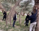 بازدید از نخلستان‌های مبتلا به بیماری خشکیدگی برگ در مناطق مختلف شهرستان بم