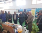 برگزاری نمایشگاه «روز درهای باز» خانواده تات گلستان در مرکز تحقیقات و آموزش گلستان