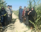 برگزاری روز مزرعه