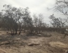 بازدید از جنگل دستکاشت اکالیپتوس بر آبخوان آب باریک شهرستان گنبکی