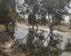 بازدید از جنگل دستکاشت اکالیپتوس بر آبخوان آب باریک شهرستان گنبکی