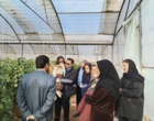 برگزاری کارگاه آموزشی مدیریت گلخانه‌های جالیزی درشهرستان سیرجان استان کرمان