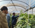 برگزاری کارگاه آموزشی مدیریت گلخانه‌های جالیزی درشهرستان سیرجان استان کرمان