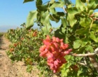 دوره مدیریت درختان پسته