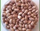 معرفی ارقام جدید گیاهان زراعی باغی